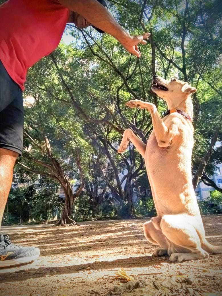 Adestramento da EquilibraCão no parque